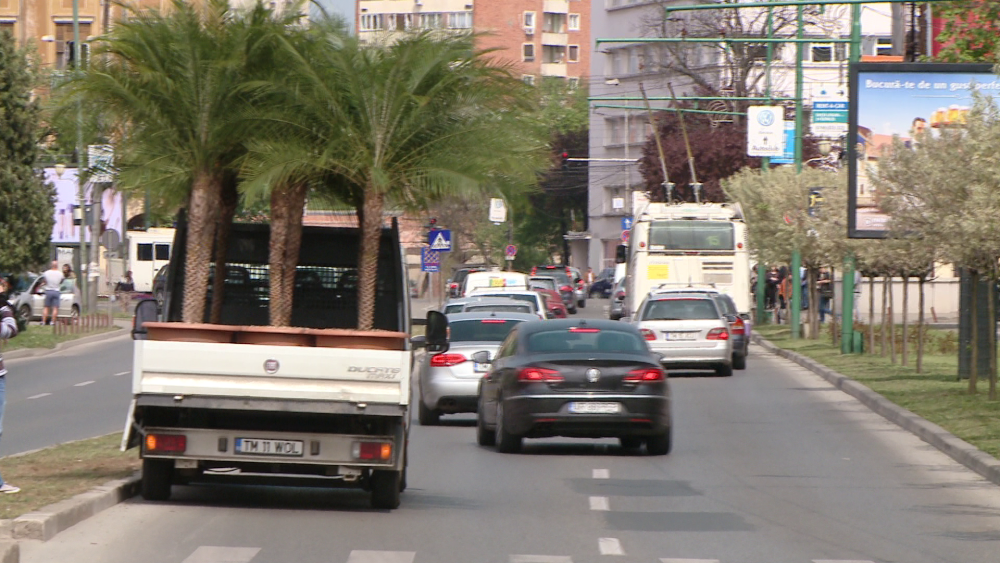 VIDEO. Timisoara capata un aer exotic, odata cu sosirea primaverii. Palmierii au revenit in centrul orasului - Imaginea 5