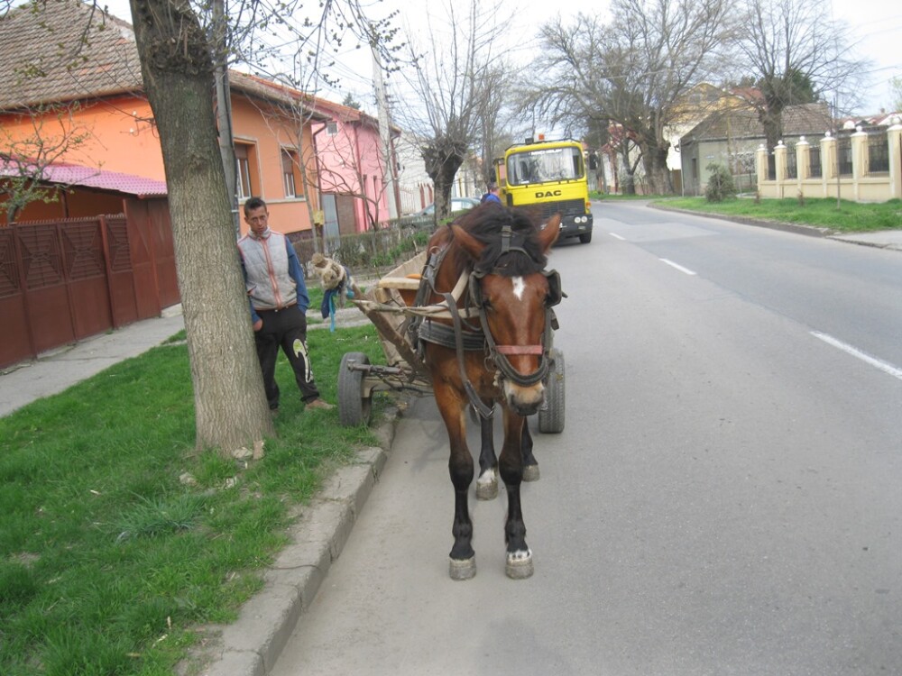 Doi barbati, amendati pentru ca au fost prinsi plimbandu-se cu carutele pe strazile din Timisoara - Imaginea 2