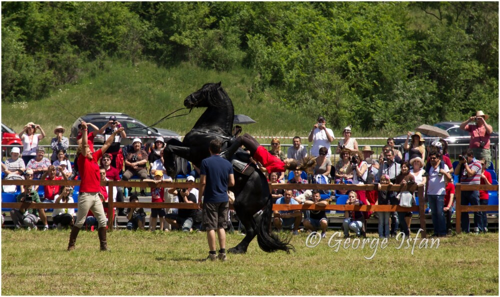 Transylvania Horse Show 2014. Iubitorii sporturilor ecvestre se pregatesc de cel mai cunoscut concurs hipic international - Imaginea 2