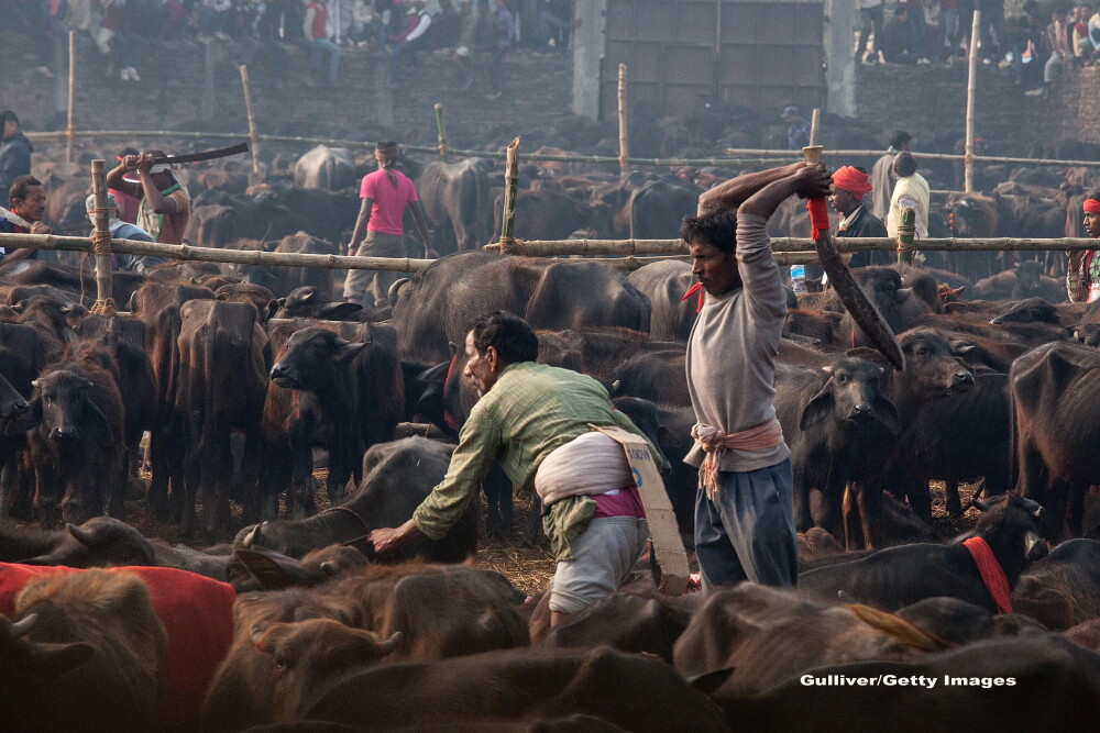 Traditii sangeroase la Nepal. In 2014, peste 250.000 de animale au fost ucise la un festival - Imaginea 1