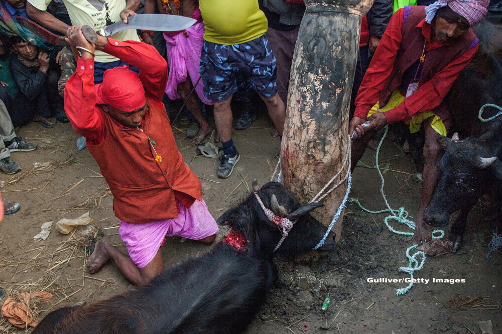 Traditii sangeroase la Nepal. In 2014, peste 250.000 de animale au fost ucise la un festival - Imaginea 2