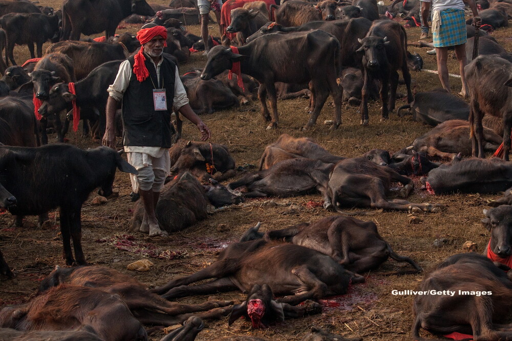 Traditii sangeroase la Nepal. In 2014, peste 250.000 de animale au fost ucise la un festival - Imaginea 3