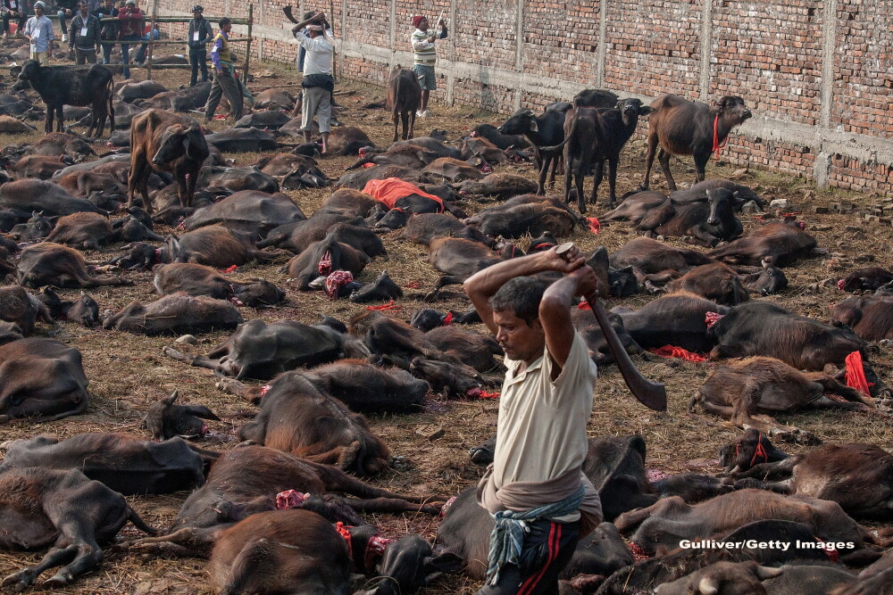 Traditii sangeroase la Nepal. In 2014, peste 250.000 de animale au fost ucise la un festival - Imaginea 4
