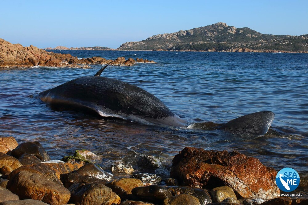 Balenă gestantă, eșuată pe o plajă. Descoperirea făcută în stomacul ei - Imaginea 1