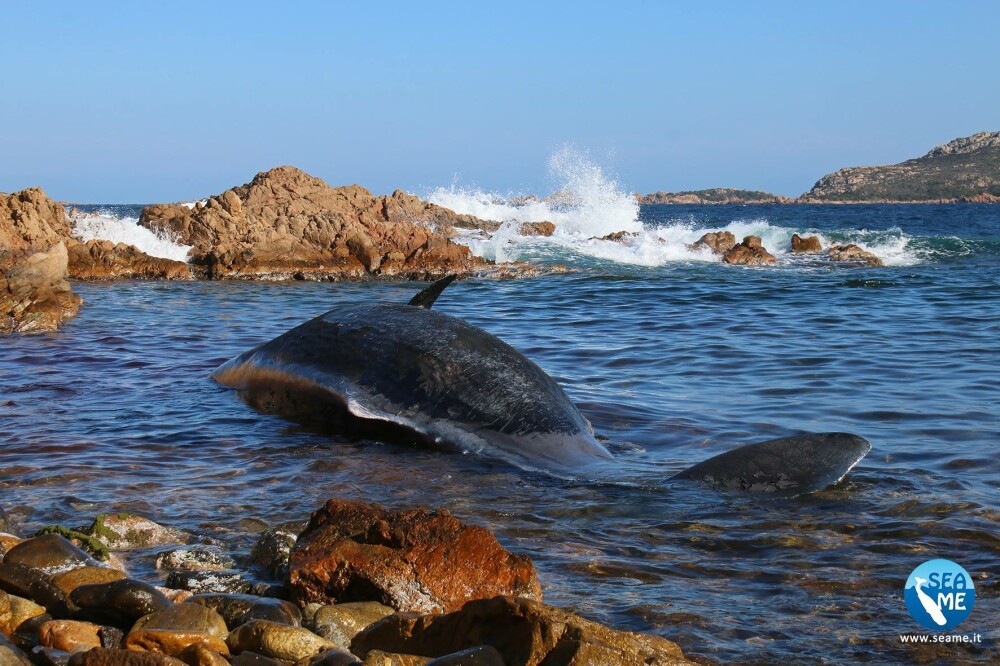 Balenă gestantă, eșuată pe o plajă. Descoperirea făcută în stomacul ei - Imaginea 3