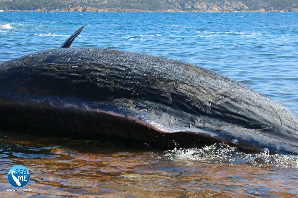 Balenă gestantă, eșuată pe o plajă. Descoperirea făcută în stomacul ei - Imaginea 6