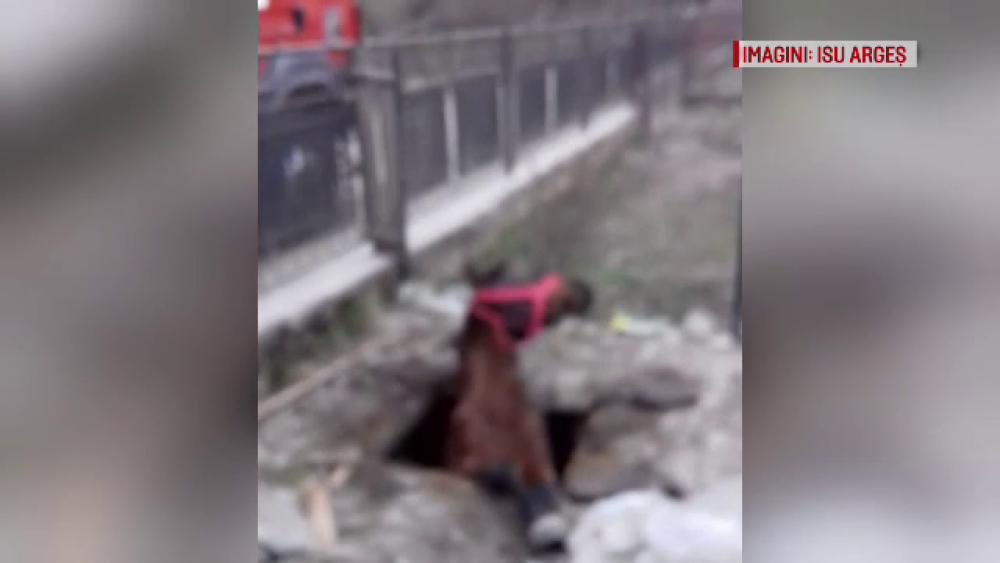 Cal căzut într-un canal cu dejecţii, în Argeş. Pompierii s-au chinuit să-l salveze - Imaginea 1