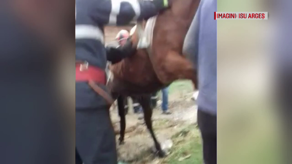 Cal căzut într-un canal cu dejecţii, în Argeş. Pompierii s-au chinuit să-l salveze - Imaginea 3