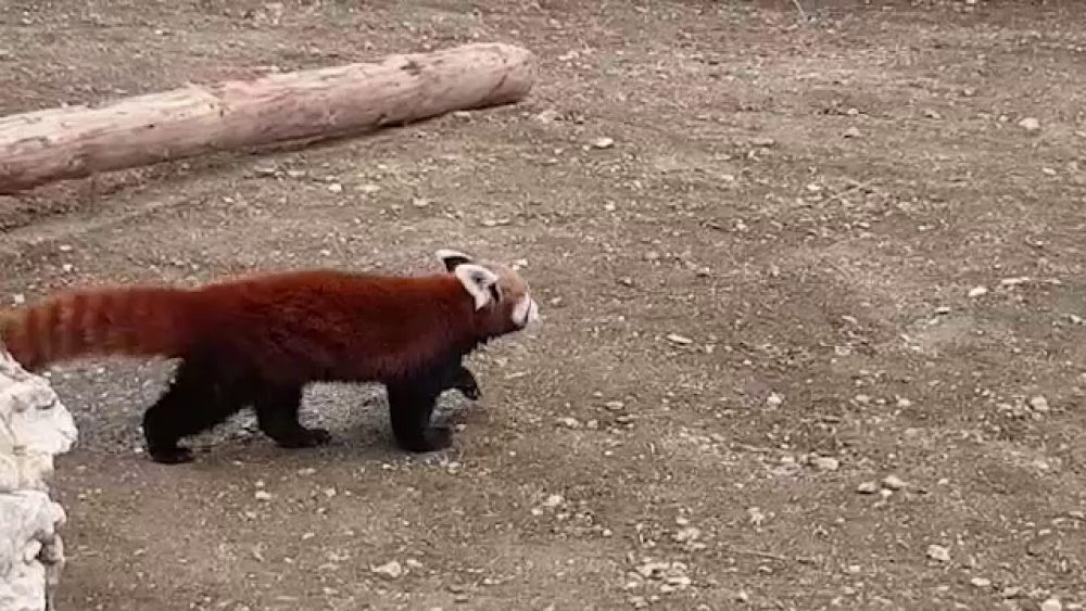 Primul exemplar de panda roșu din România. Peggy are o cușcă de 100.000 de euro - Imaginea 4