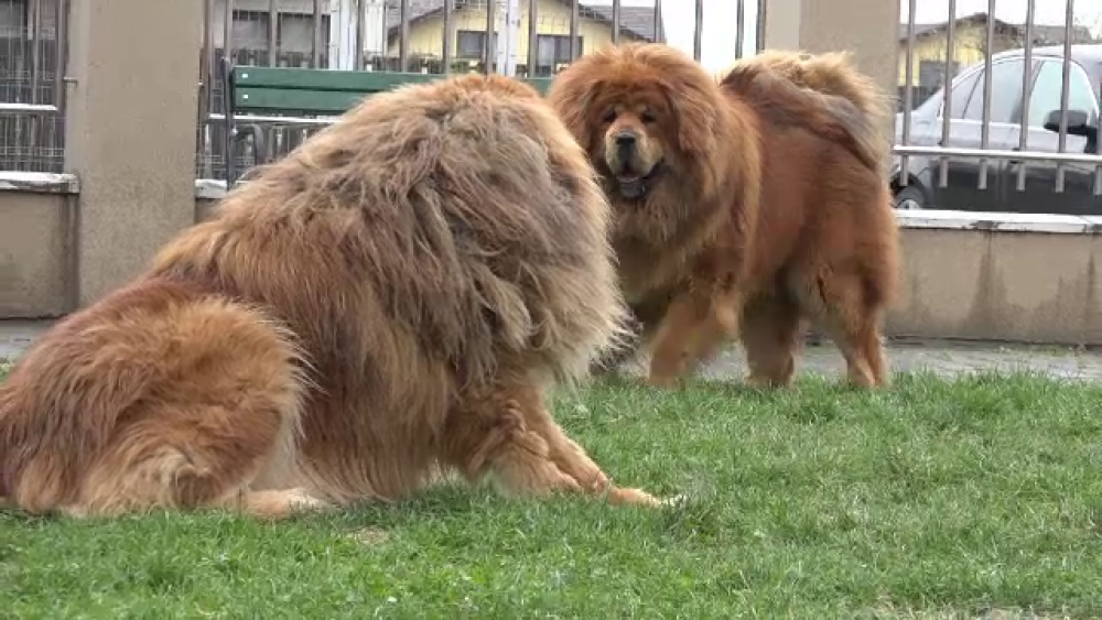Povestea lui „Boss”, cel mai frumos mastiff tibetan din lume. Trăiește în România - Imaginea 2