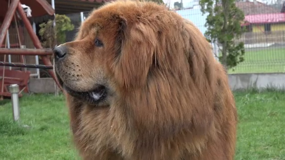 Povestea lui „Boss”, cel mai frumos mastiff tibetan din lume. Trăiește în România - Imaginea 3