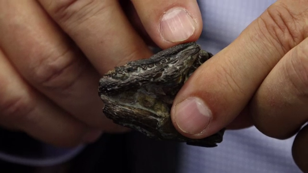 Fosilă unică găsită în România. Când a trăit fiara cu 4 rânduri de dinţi - Imaginea 3
