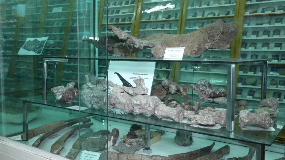 Fosilă unică găsită în România. Când a trăit fiara cu 4 rânduri de dinţi - Imaginea 4