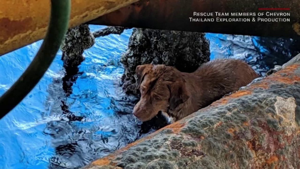 Povestea câinelui salvat din mare, la 200 km de țărm. A fost botezat 