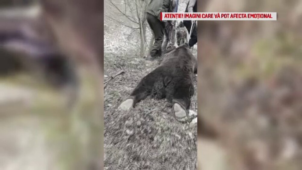 Au ucis o ursoaică, după care au aruncat cu bere pe ea: „Pomana porcului, hai să trăim” - Imaginea 3