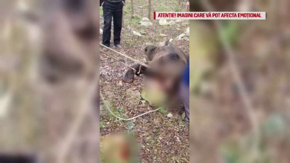 Au ucis o ursoaică, după care au aruncat cu bere pe ea: „Pomana porcului, hai să trăim” - Imaginea 1