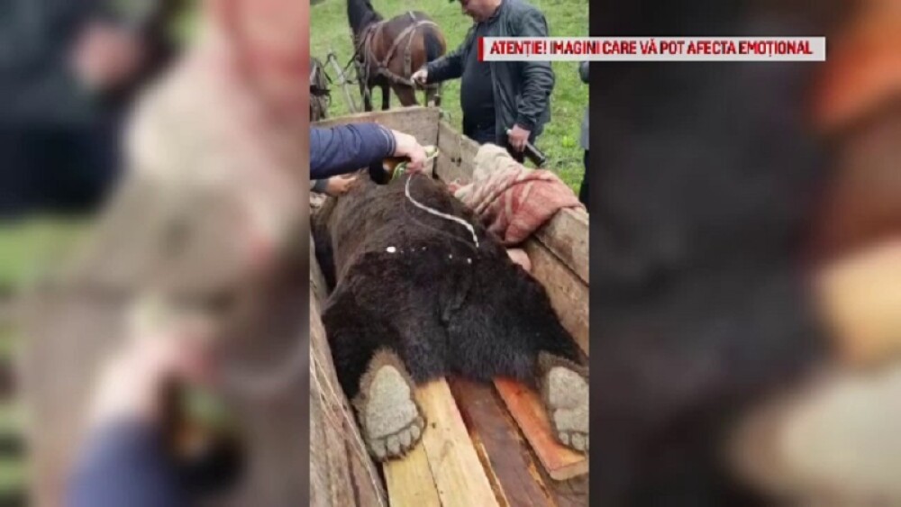 Reacția ministrului Mediului după ce cadavrul unui urs a fost batjocorit, în Buzău - Imaginea 1