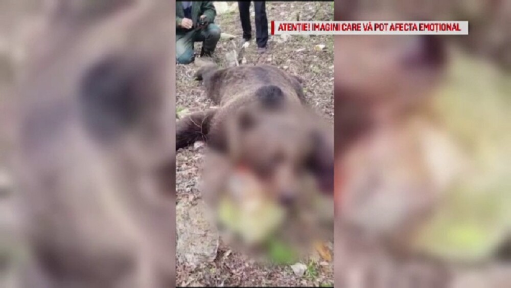 Gospodărie din Colți, Buzău, atacată de urs, după ce o ursoaică a fost ucisă și batjocorită - Imaginea 1
