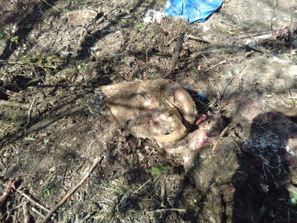 Gospodărie din Colți, Buzău, atacată de urs, după ce o ursoaică a fost ucisă și batjocorită - Imaginea 4