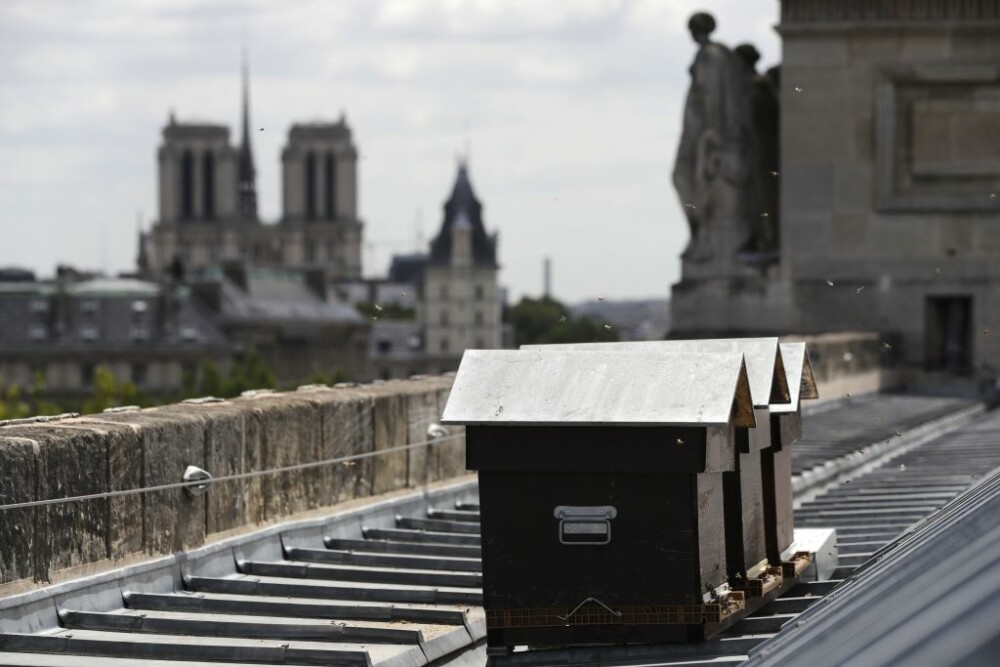 Cum au supraviețuit incendiului de la Notre Dame albinele de pe acoperiș: „E un miracol” - Imaginea 1