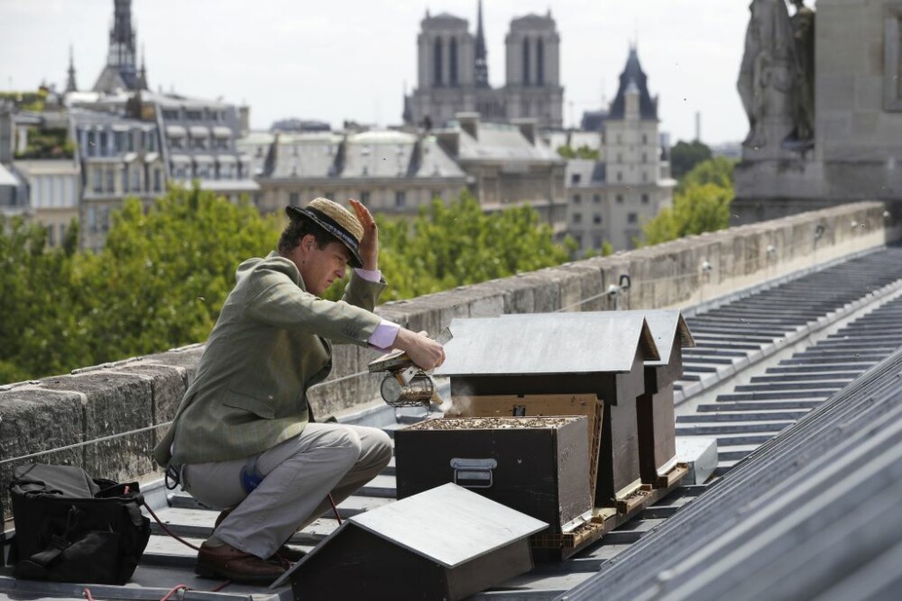 Cum au supraviețuit incendiului de la Notre Dame albinele de pe acoperiș: „E un miracol” - Imaginea 2
