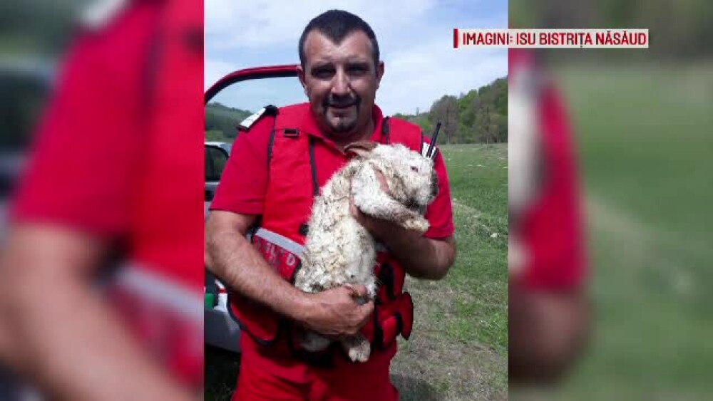 Pompierii români au salvat viața unui iepure. I-au pus un tub de oxigen, să respire - Imaginea 1