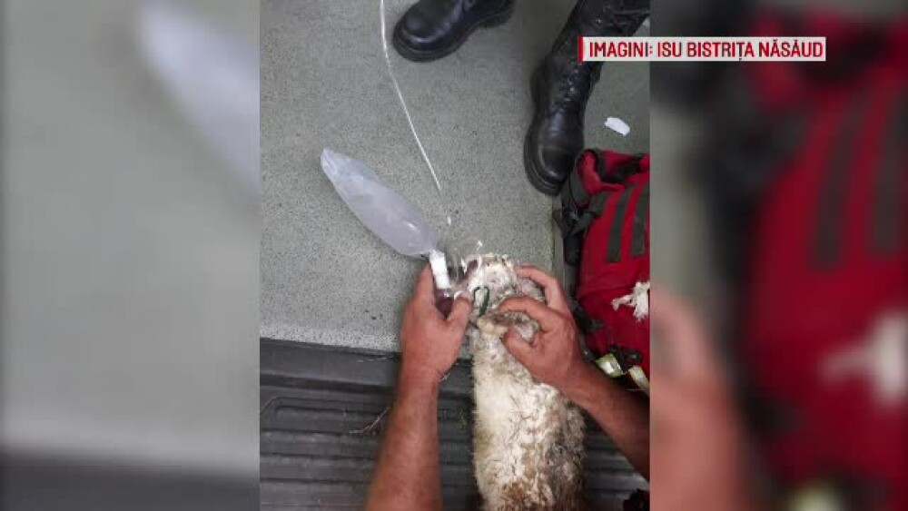 Pompierii români au salvat viața unui iepure. I-au pus un tub de oxigen, să respire - Imaginea 5