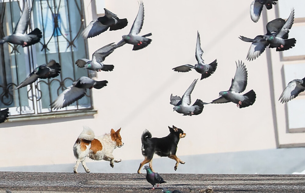 GALERIE FOTO. Animalele umblă libere pe străzi în „epoca” coronavirusului - Imaginea 6