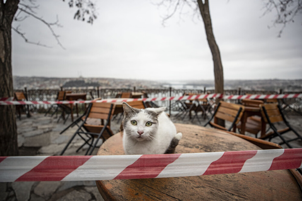 GALERIE FOTO. Animalele umblă libere pe străzi în „epoca” coronavirusului - Imaginea 4