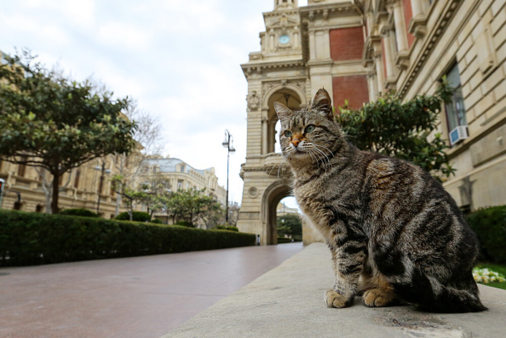 GALERIE FOTO. Animalele umblă libere pe străzi în „epoca” coronavirusului - Imaginea 1