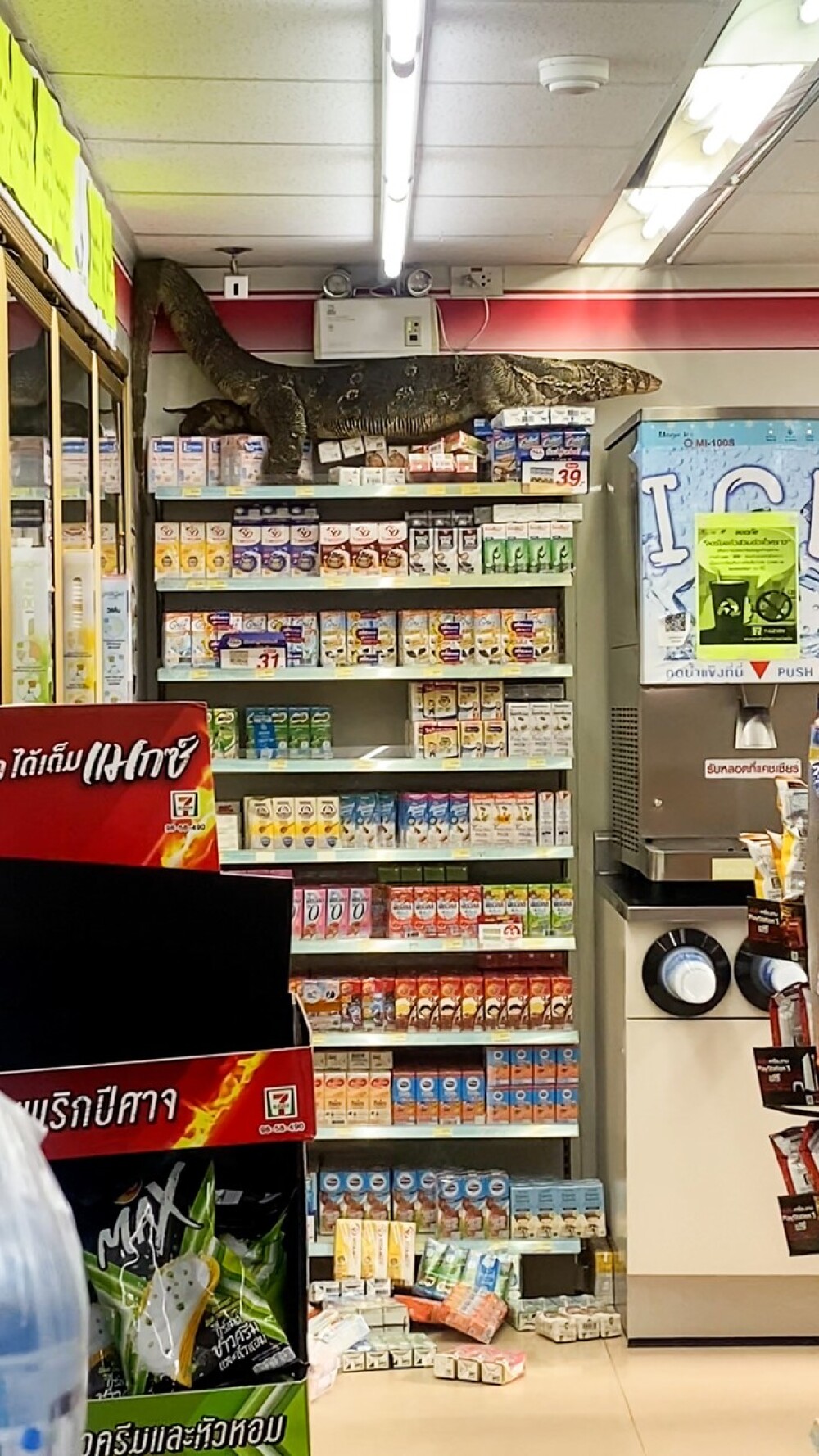Video. O șopârlă de doi metri a intrat într-un supermarket din Thailanda. Ce s-a întâmplat la scurt timp - Imaginea 2