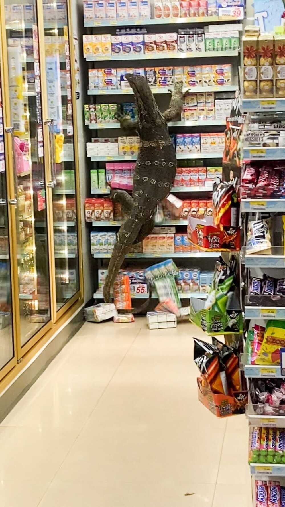 Video. O șopârlă de doi metri a intrat într-un supermarket din Thailanda. Ce s-a întâmplat la scurt timp - Imaginea 3