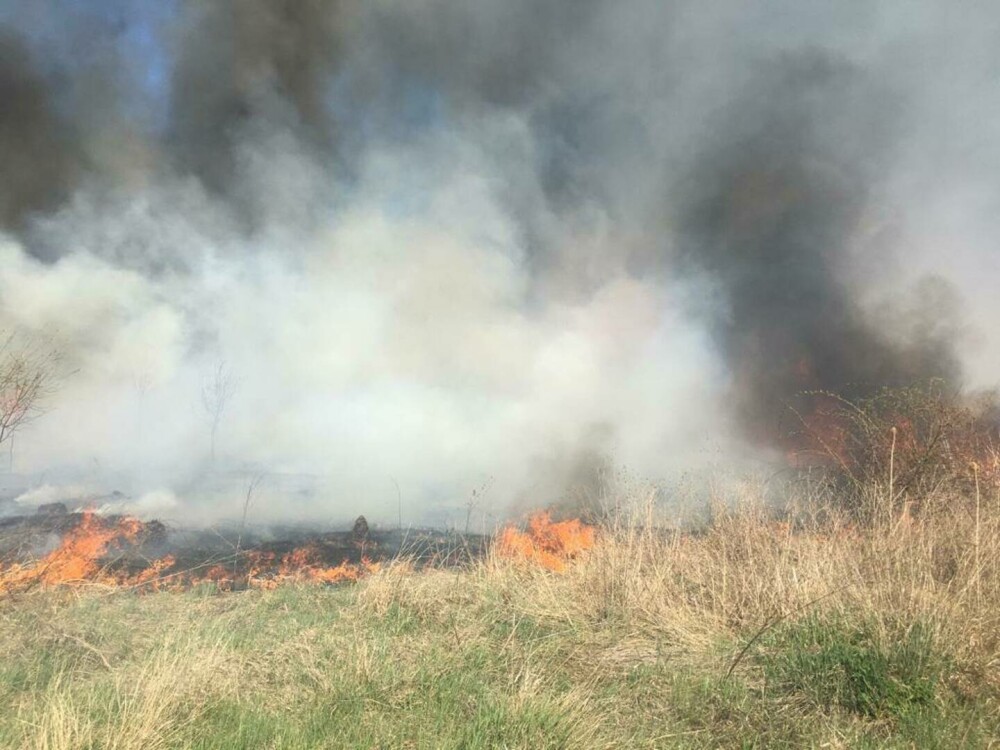 Incendiu de vegetație în Delta Văcărești. Suprafaţa afectată este de aproximativ 15.000 de mp. VIDEO - Imaginea 3