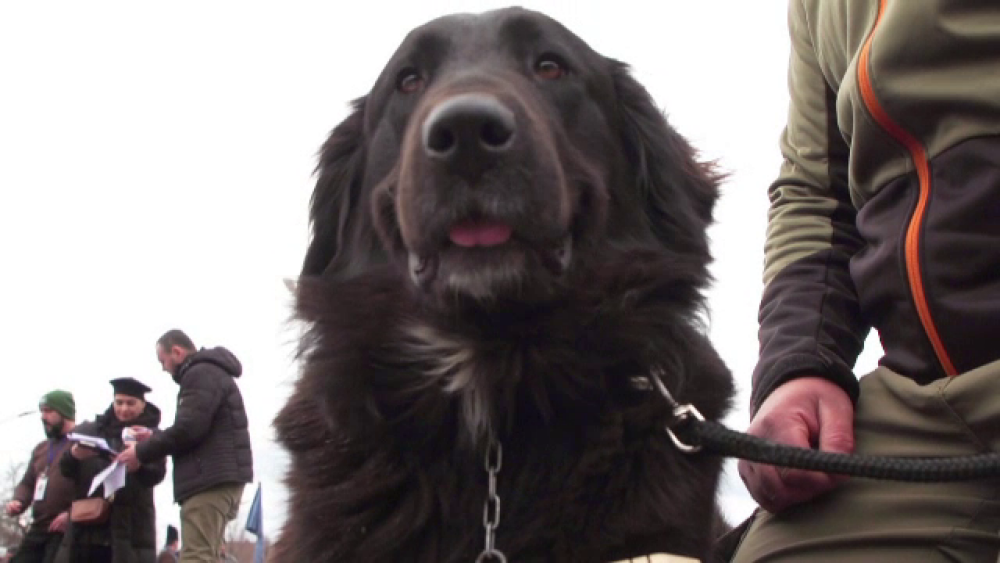 Sute de câini ciobănești au concurant într-o competiție, la Bran. GALERIE FOTO - Imaginea 1