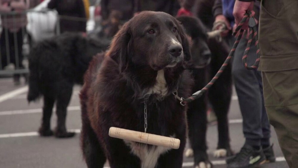 Sute de câini ciobănești au concurant într-o competiție, la Bran. GALERIE FOTO - Imaginea 9