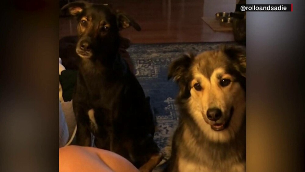 Obicei neobișnuit. Cum reacționează doi câini când se văd prin apel video. GALERIE FOTO - Imaginea 3