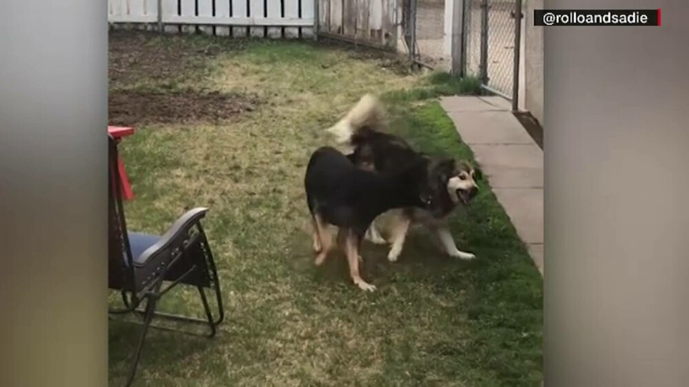 Obicei neobișnuit. Cum reacționează doi câini când se văd prin apel video. GALERIE FOTO - Imaginea 5