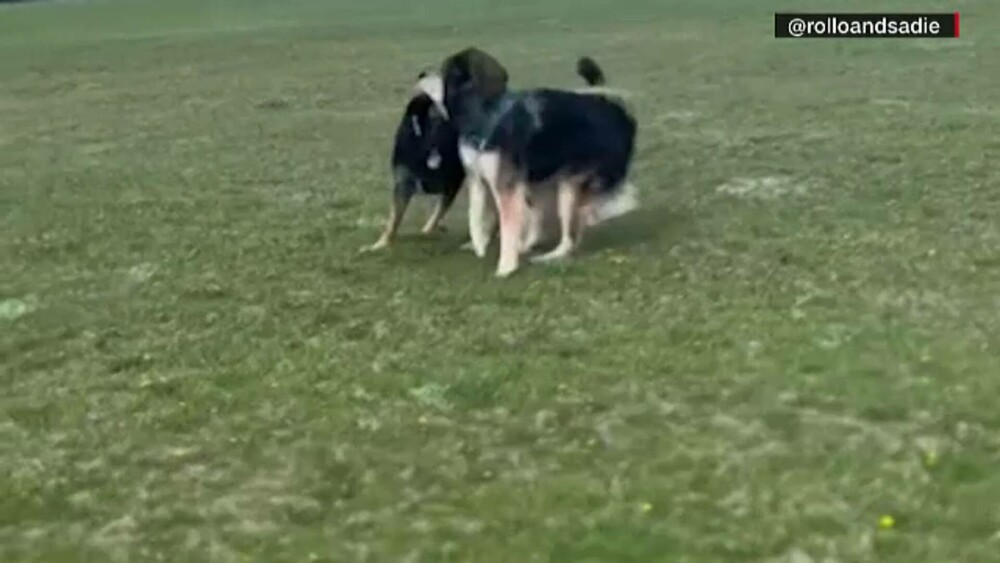 Obicei neobișnuit. Cum reacționează doi câini când se văd prin apel video. GALERIE FOTO - Imaginea 9
