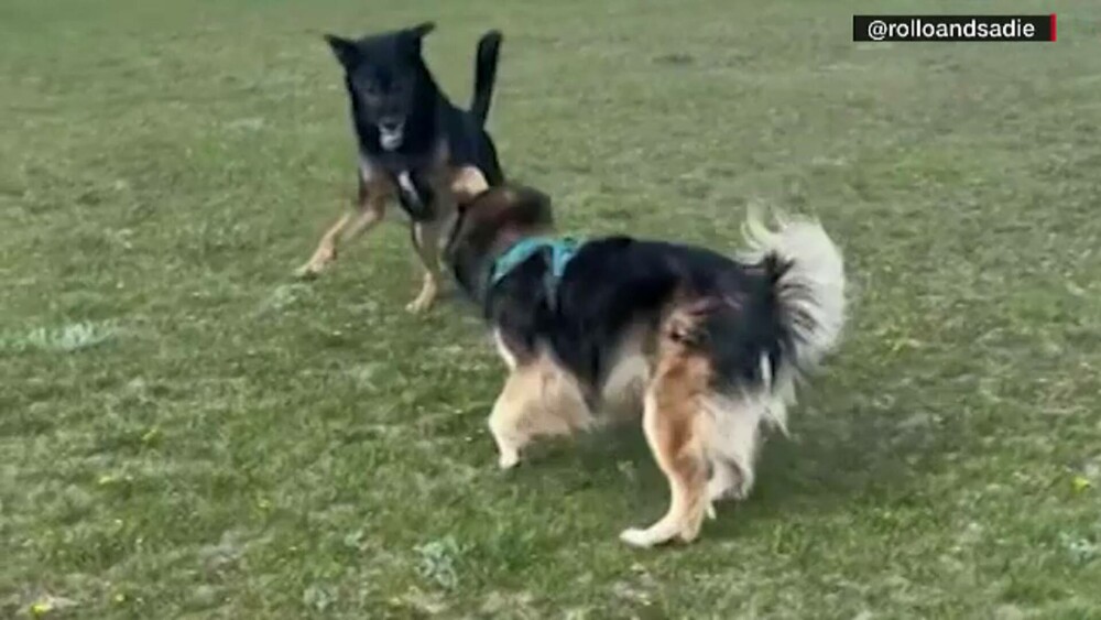 Obicei neobișnuit. Cum reacționează doi câini când se văd prin apel video. GALERIE FOTO - Imaginea 10