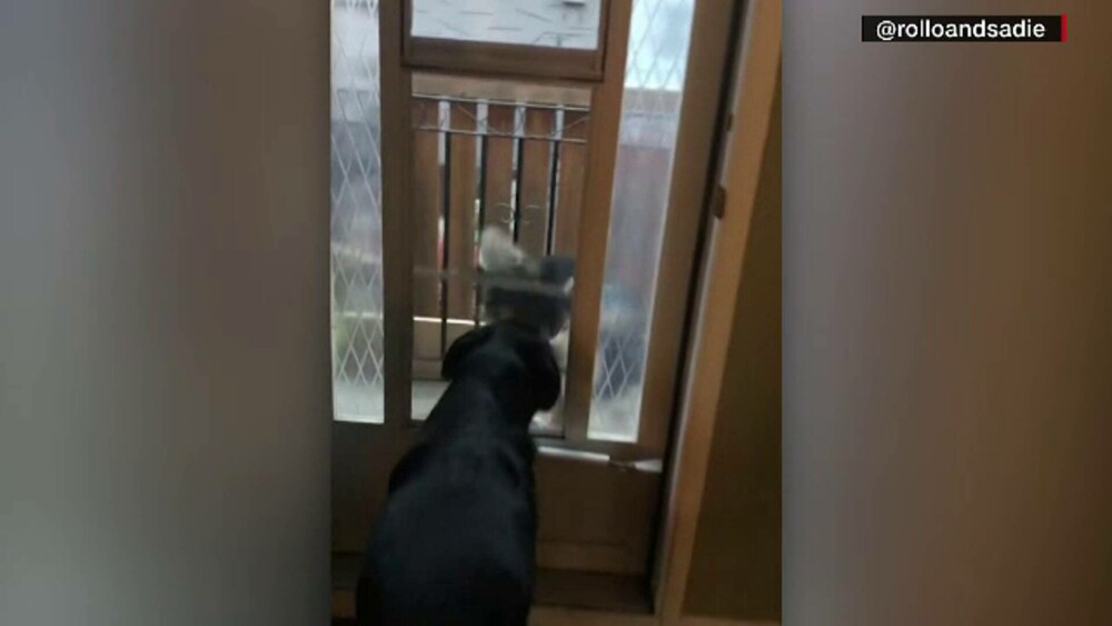 Obicei neobișnuit. Cum reacționează doi câini când se văd prin apel video. GALERIE FOTO - Imaginea 11