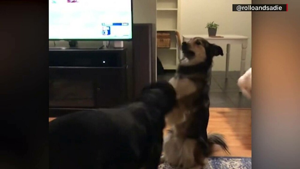 Obicei neobișnuit. Cum reacționează doi câini când se văd prin apel video. GALERIE FOTO - Imaginea 12