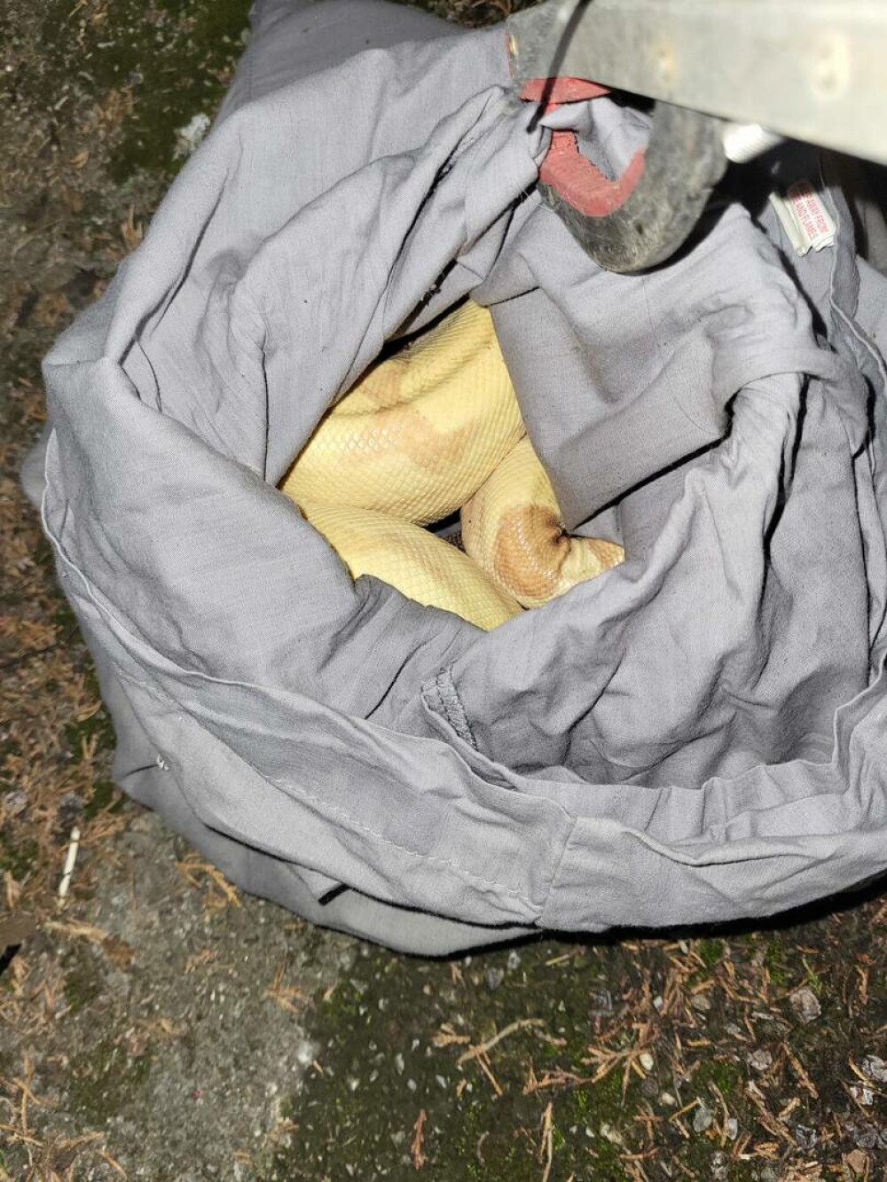 Descoperirea șocantă din gunoi. Ce a găsit un voluntar pe marginea drumului, în mai multe fețe de perne | FOTO - Imaginea 1