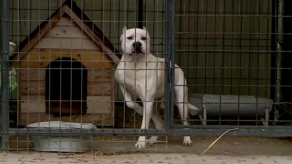 Tot mai mulți români își abandonează animalele de casă, din cauza costurilor ridicate de întreținere - Imaginea 3