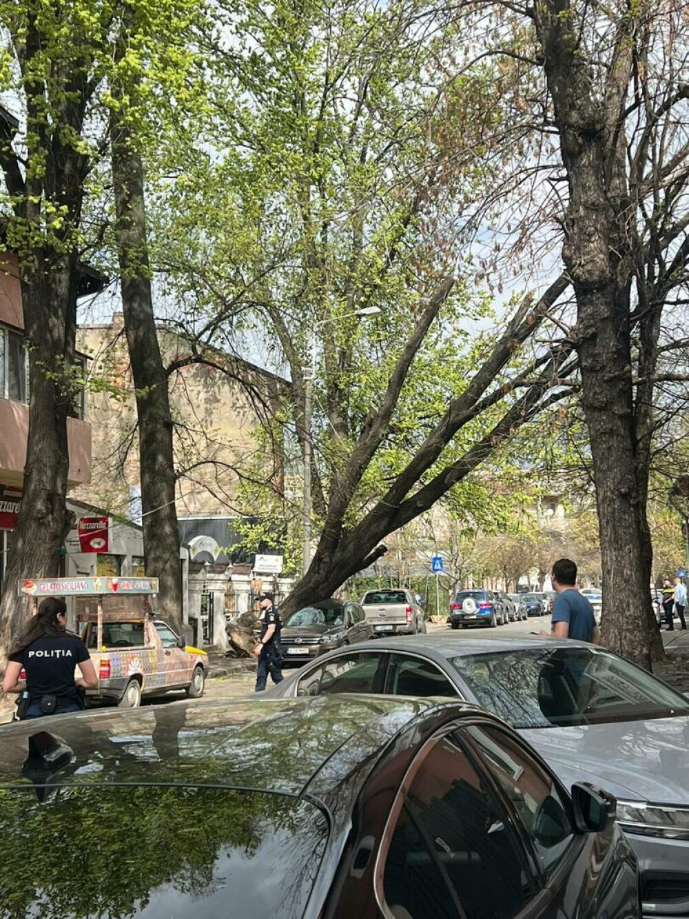Copaci doborâți de vânt, în București. Fenomenele meteo provoacă distrugeri în Capitală. GALERIE FOTO - Imaginea 2