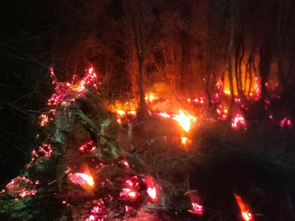 Incendiu de proporții într-o pădure din Galaţi. Flăcările s-au extins pe 10 hectare | GALERIE FOTO & VIDEO - Imaginea 2