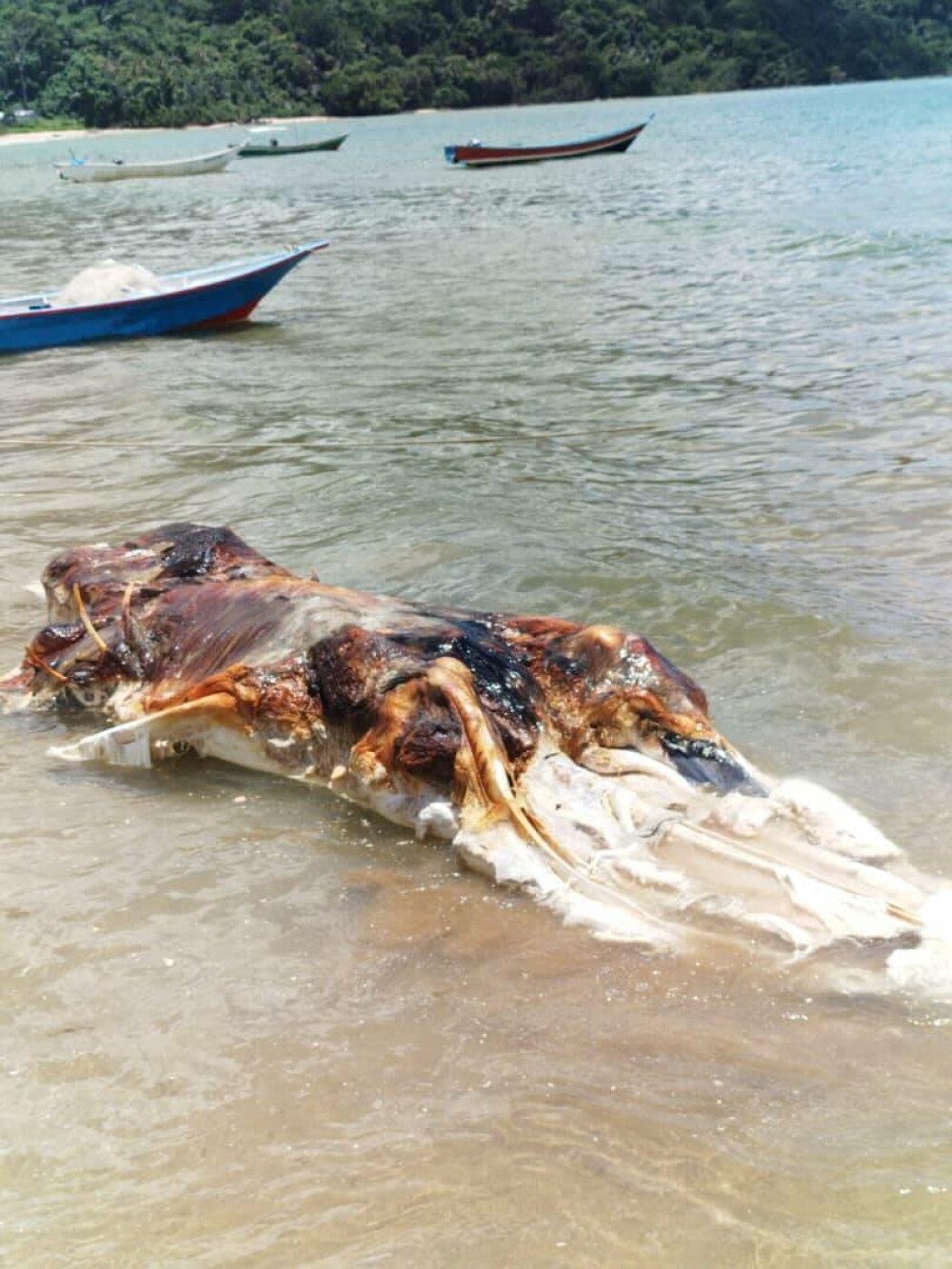 O masă uriașă de carne a fost descoperită pe o plajă. Care ar fi, de fapt, proveniența ei | GALERIE FOTO - Imaginea 1