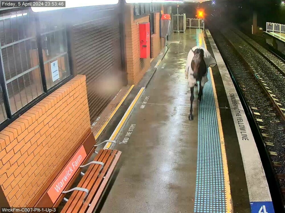 Momentul în care un cal de curse aleargă pe peronul unei gări din Australia, sub privirile călătorilor. „Avea chef de joacă” - Imaginea 4