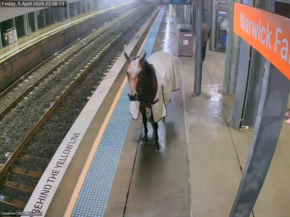 Momentul în care un cal de curse aleargă pe peronul unei gări din Australia, sub privirile călătorilor. „Avea chef de joacă” - Imaginea 3