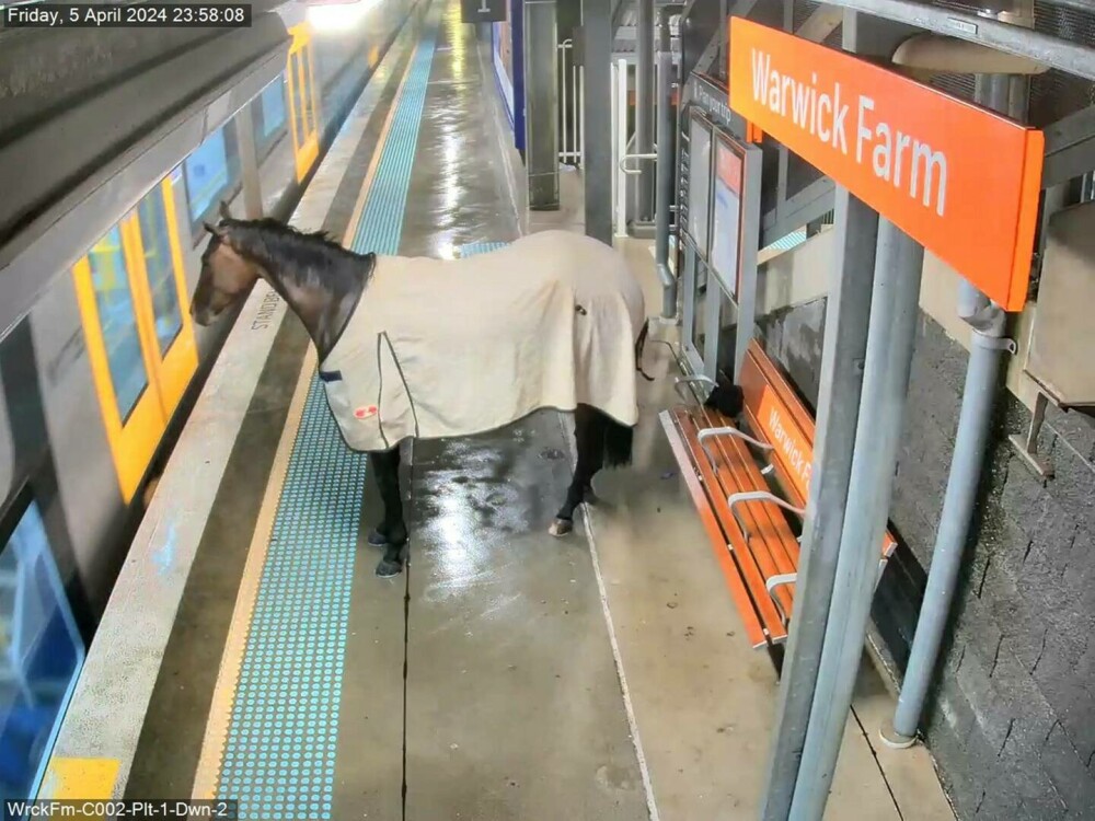 Momentul în care un cal de curse aleargă pe peronul unei gări din Australia, sub privirile călătorilor. „Avea chef de joacă” - Imaginea 1