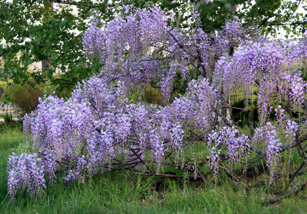 Unde sunt cele mai spectaculoase glicine în București. Zonele cu florile care sunt uneori confundate cu liliacul - Imaginea 1